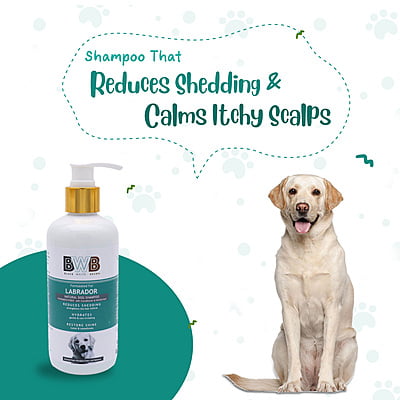 BWB LABRADOR SHAMPOO BWB LABRADOR SHAMPOO