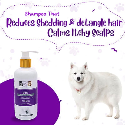 BWB SPITZ SHAMPOO BWB SPITZ SHAMPOO